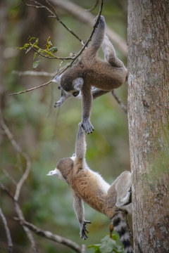 Lemurs, Monkeyland, SAASA (South African Animal Sanctuaries Alliance)