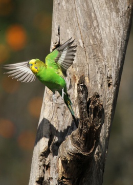 Birds of Eden, South African Animal Sanctuaries Alliance (SAASA)