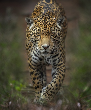 Jukani Wildlife Sanctuary, SAASA (South African Animal Sanctuaries Alliance)