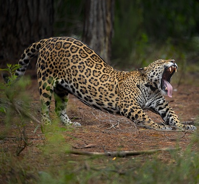 Jukani Wildlife Sanctuary, South African Animal Sanctuaries Alliance (SAASA)