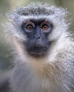 Monkeyland, South African Animal Sanctuaries Alliance (SAASA)
