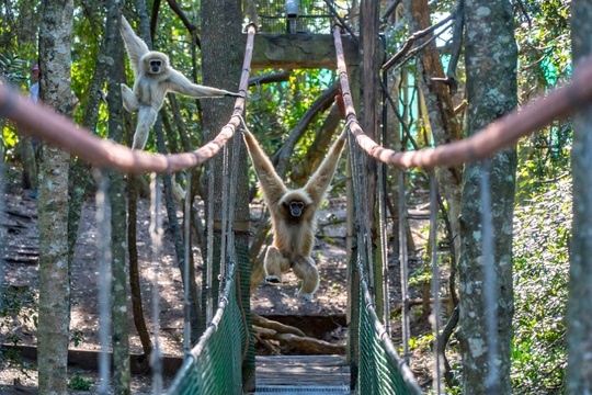 Swing bridge, Monkeyland, South African Animal Sanctuaries Alliance (SAASA)